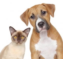 Dog and Cat Hair and Dander