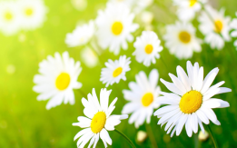 may flowers