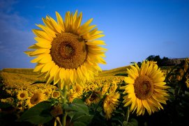 sunflower