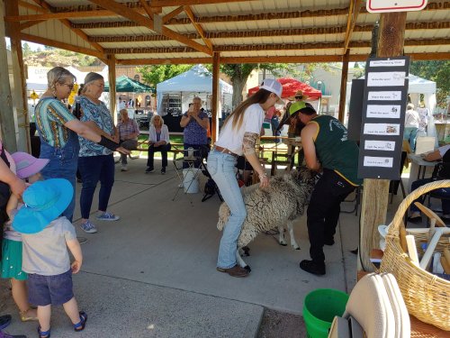 2025 Sheep to Shawl