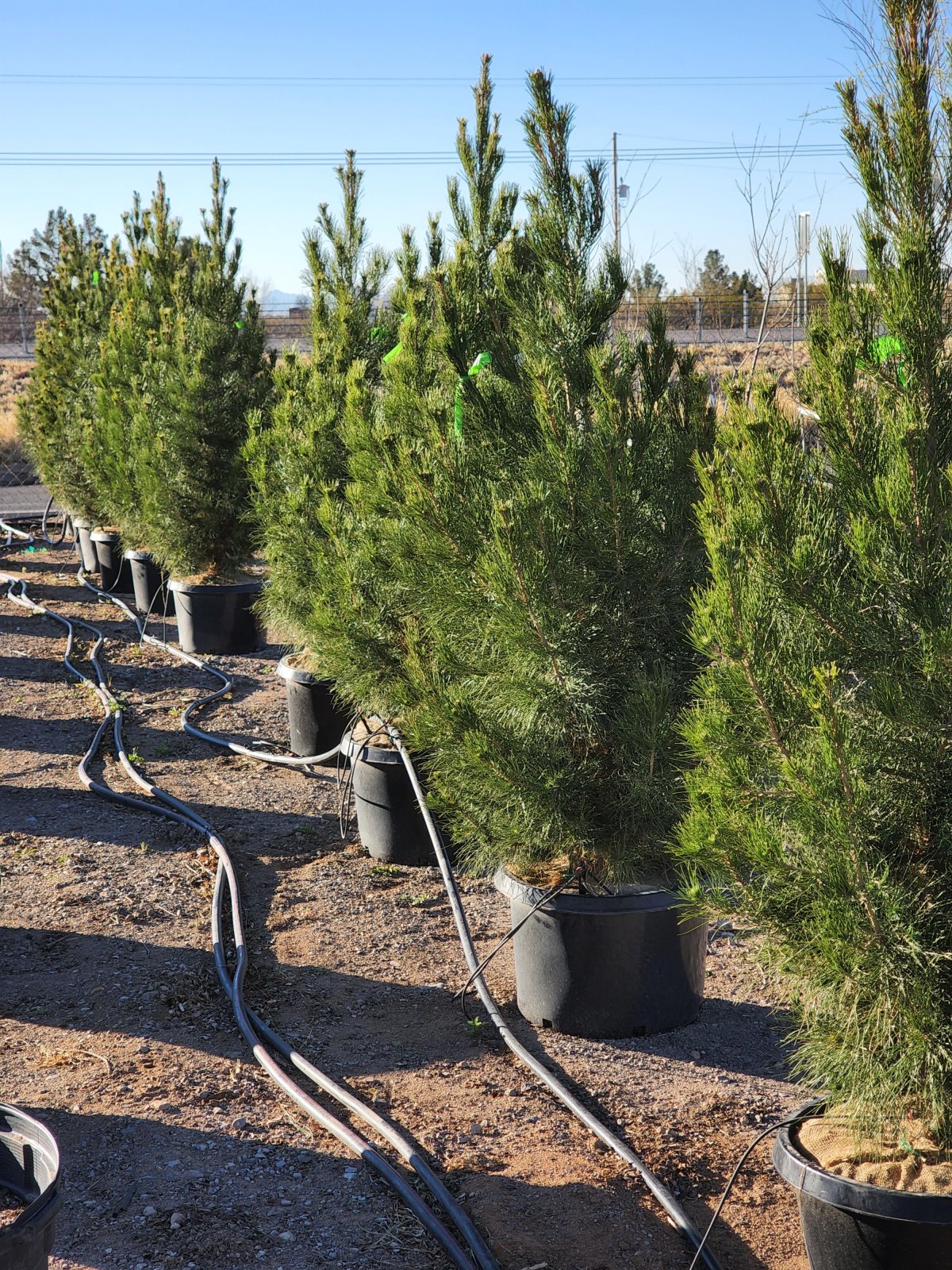 Afghan Pine