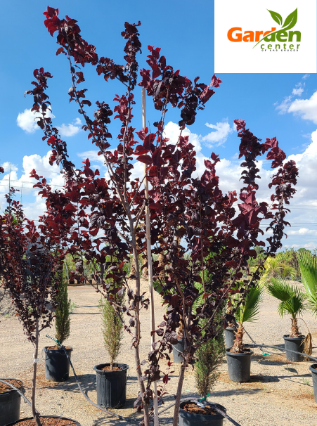 Purple Leaf Plum