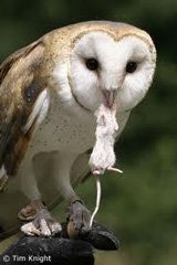Barn Owl Box, All Cedar w/pole mounting block