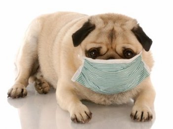 The best air purifier for pet allergies