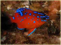 Cool wildlife to see on scuba diving trips Cool wildlife to see on scuba diving trips