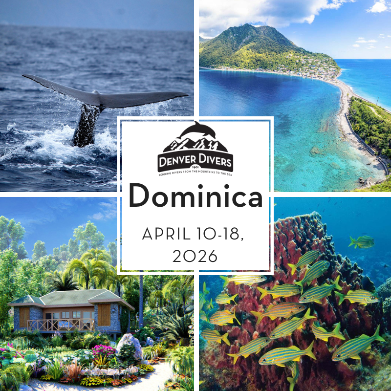 Dominica with Denver Divers April 2026