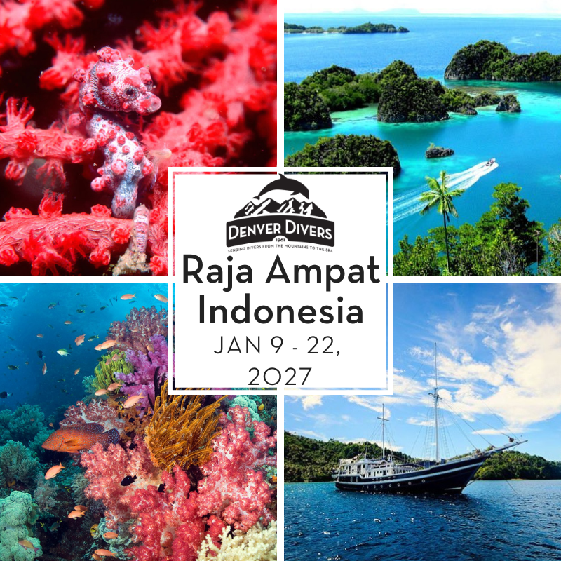 Raja Ampat, Indonesia Liveaboard: MSY Seahorse