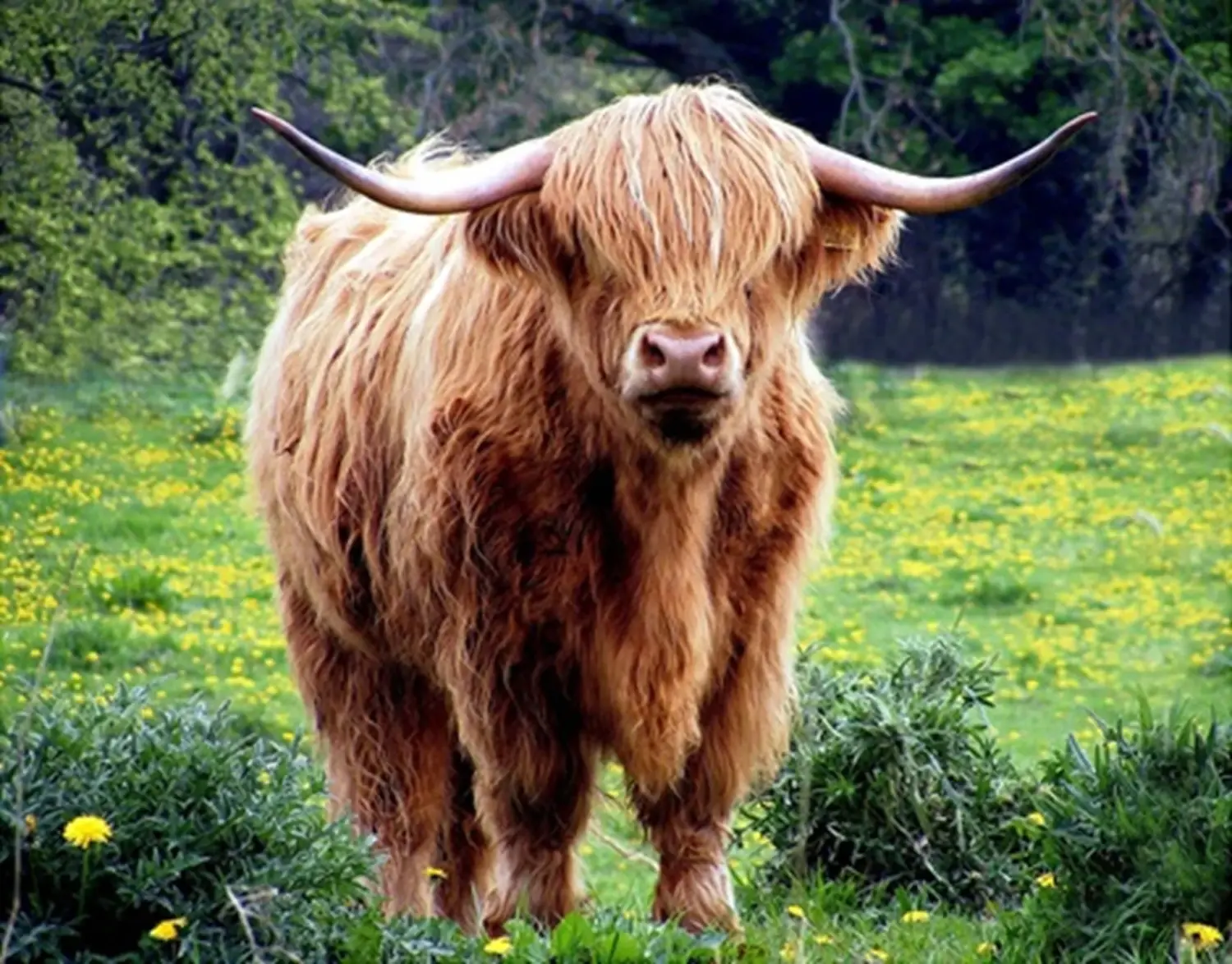 Focus on Fabric Highland Cow in Dandelion Field Panel ACW-016 20 x 16