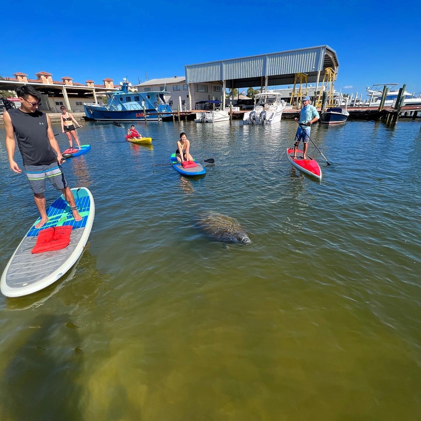 manatee eco tour