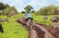 Tanzanian Safari