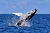 Humpback Whale Breaching