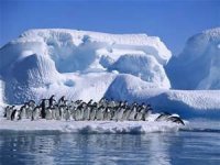 Antarctic penguins