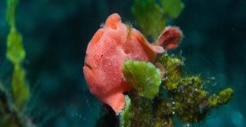 Painted Frogfish