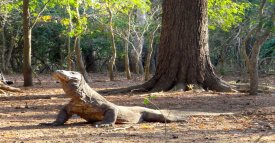 Komodo Dragon