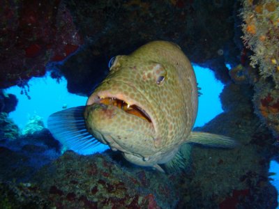 Cayman Brac