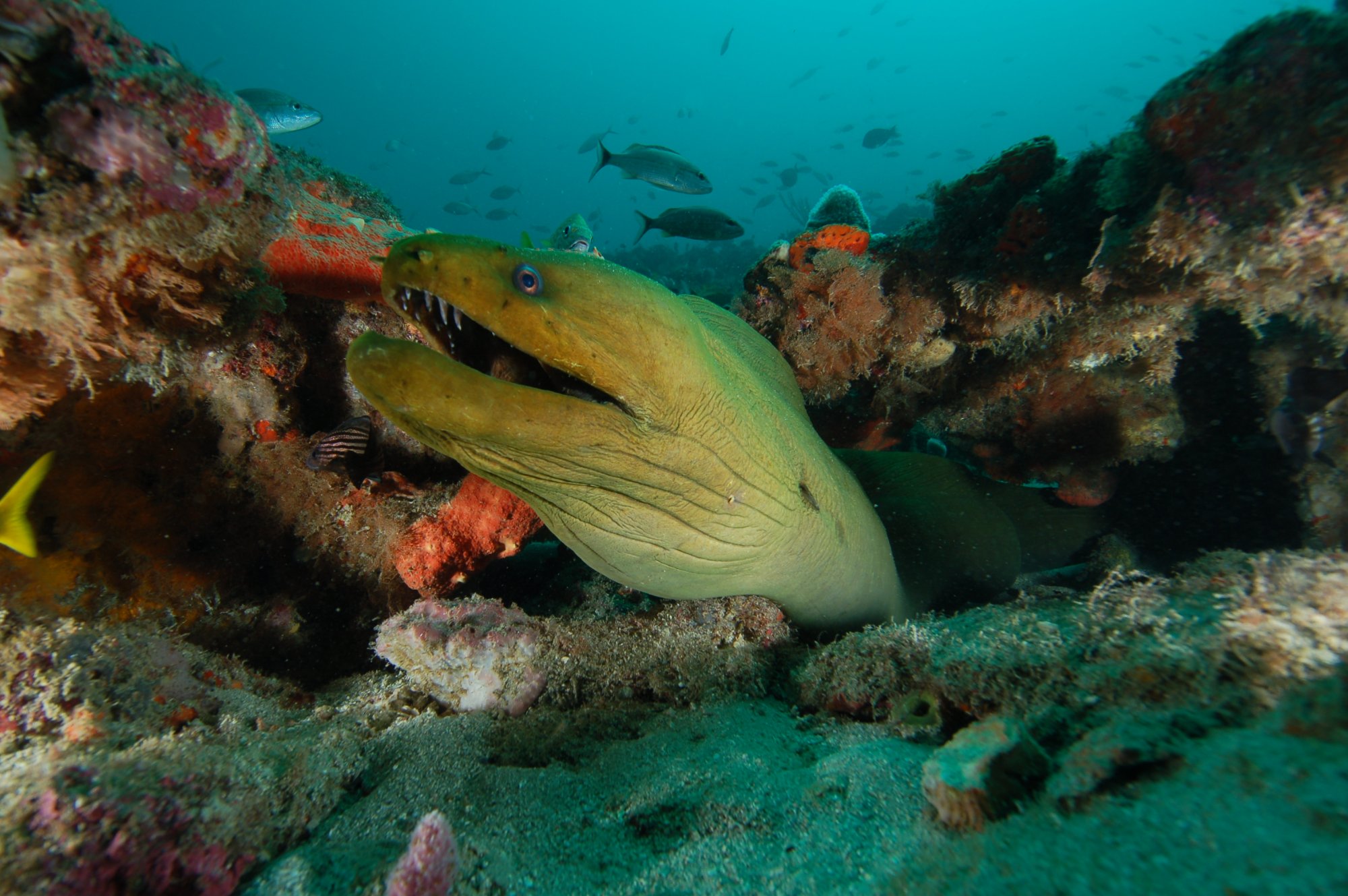 The Scuba Club Dive Conditions