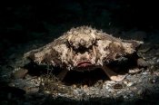 Batfish at Blue Heron Bridge