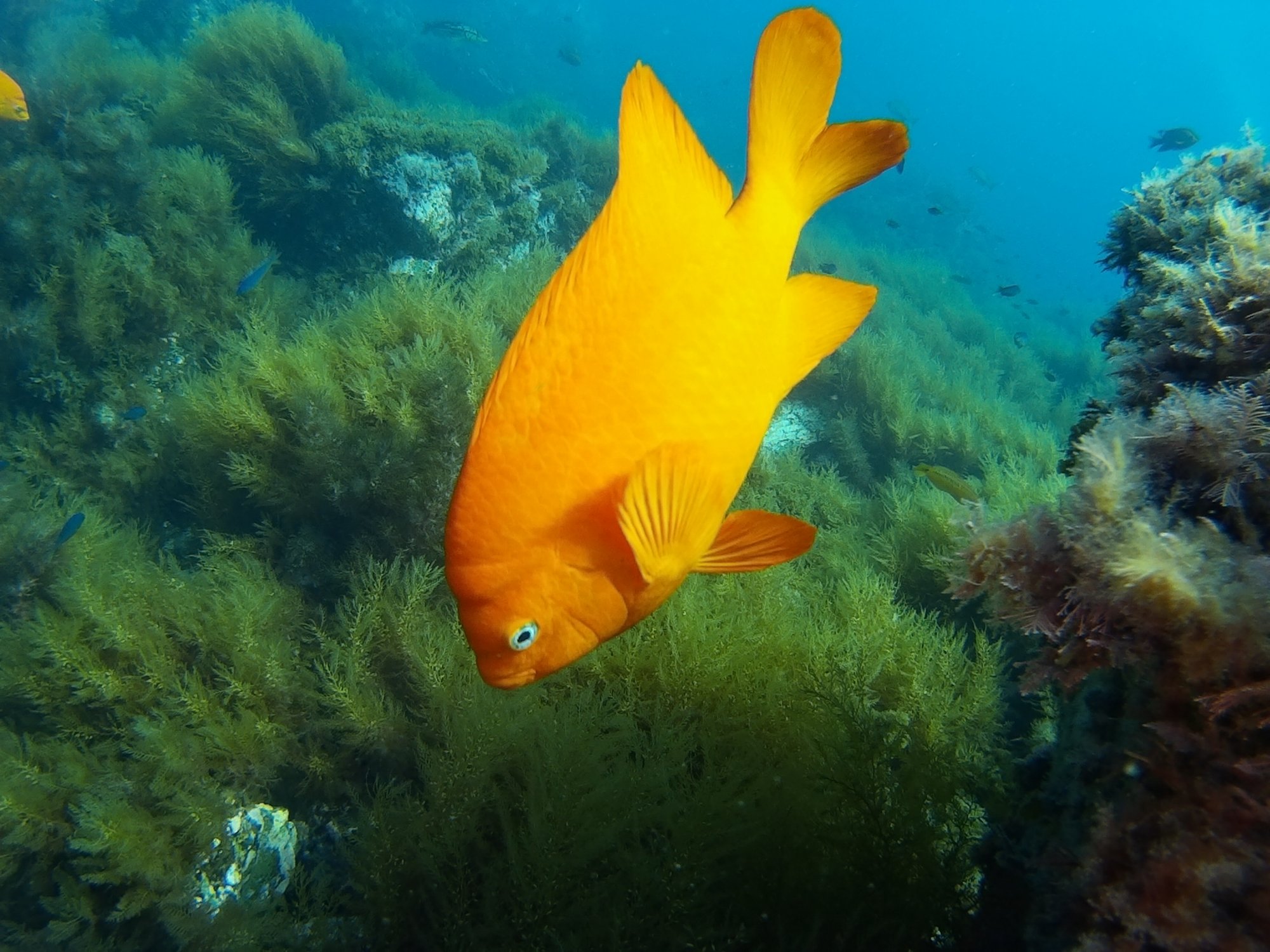 Image of Garibaldi