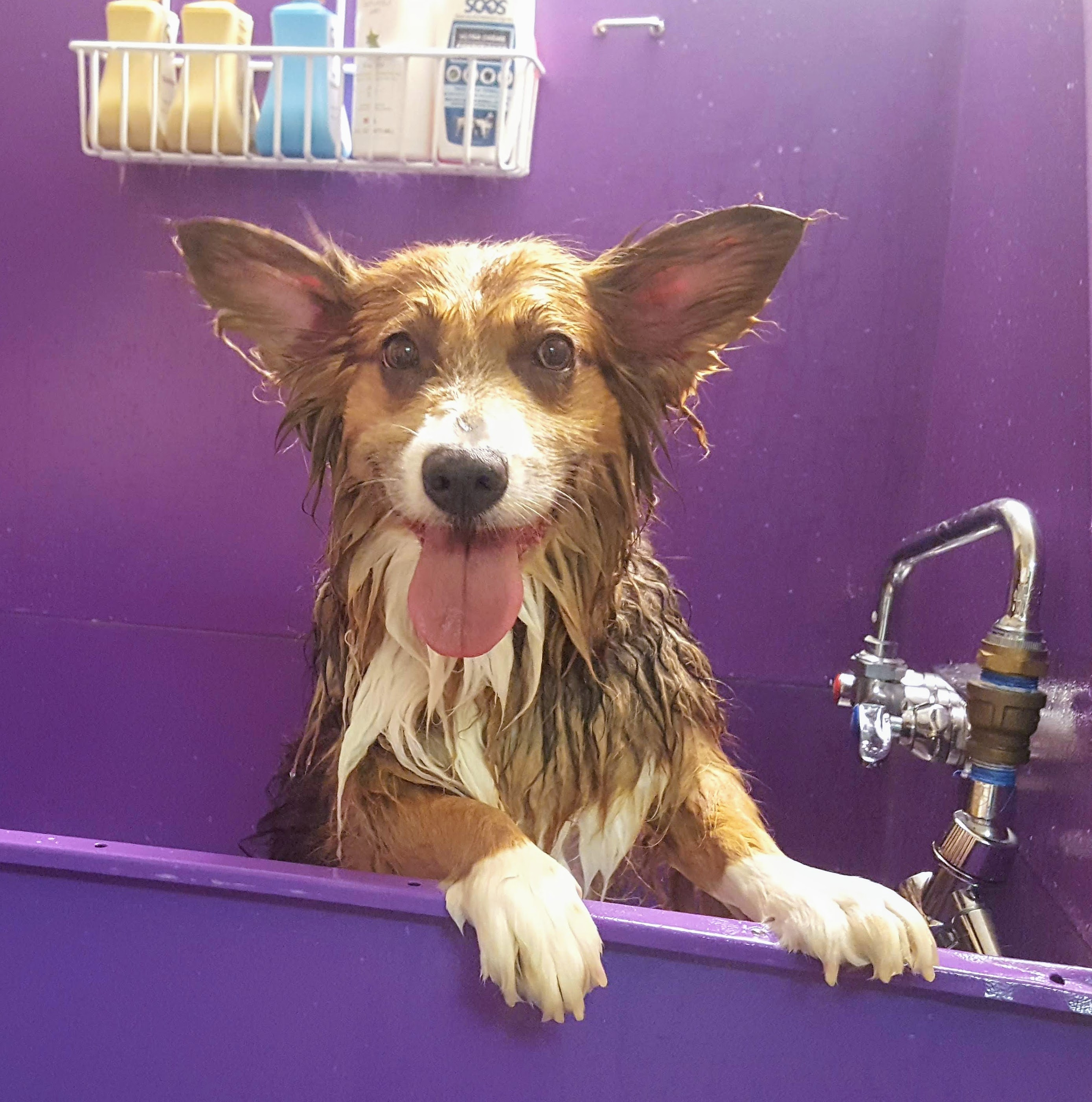 island dog wash