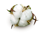 Image of a picked cotton boll
