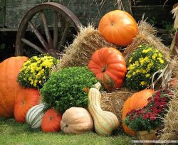pumpkins