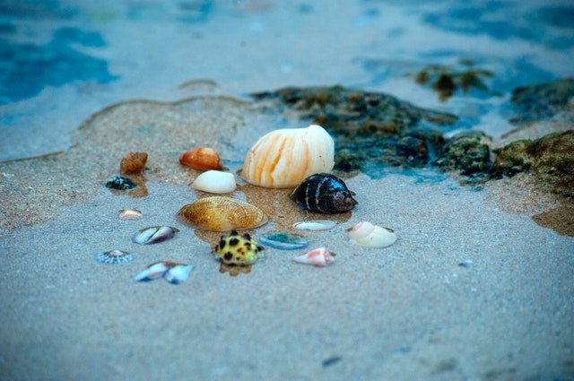sea shells on beach