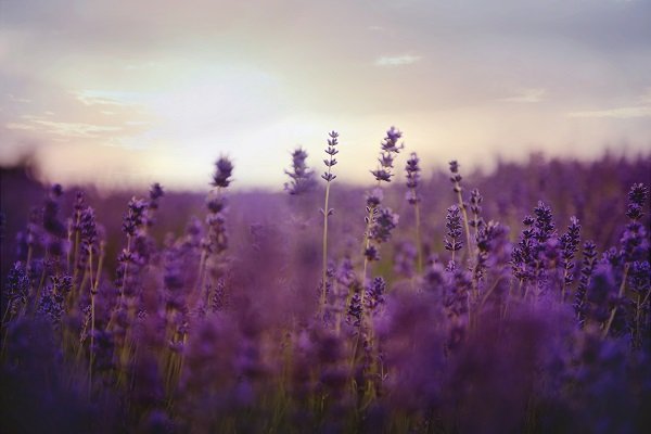 field of blooms