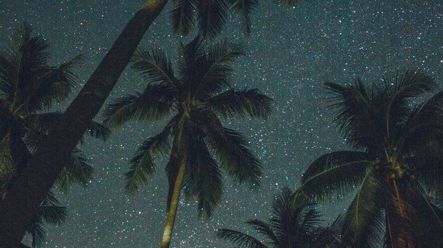 starry skies with palm