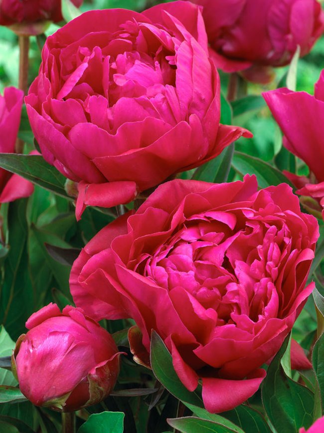 Peony - 420000001164
