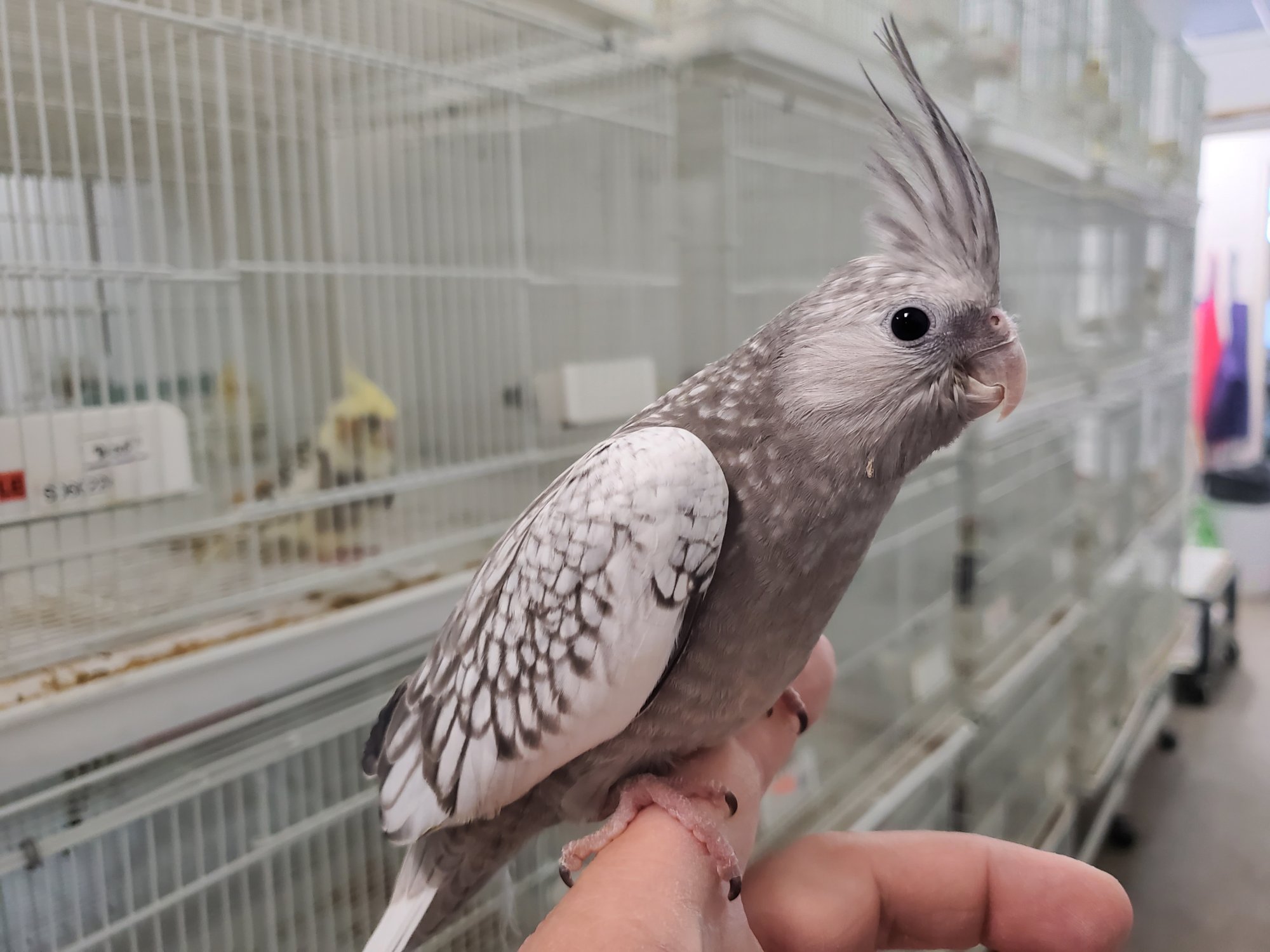 Cockatiels