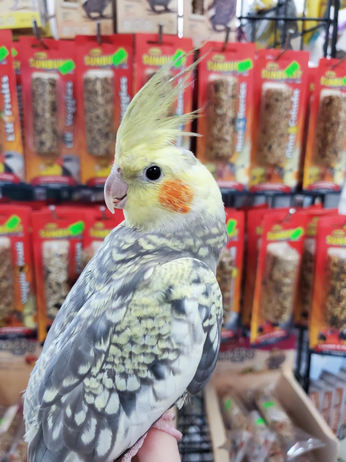 Cockatiels