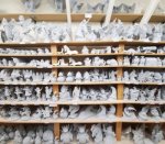 Gargoyles Fairies Dragons
