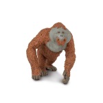 P.orangutan OC 子株付き 381028_orangutan_1.png